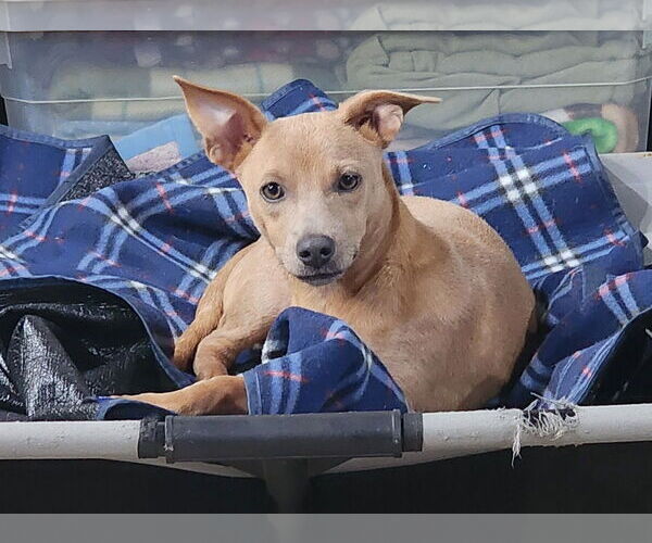 Medium Photo #3 Dachshund-Unknown Mix Puppy For Sale in Marine City, MI, USA
