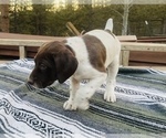 Small Photo #19 German Shorthaired Pointer Puppy For Sale in WOODLAND PARK, CO, USA
