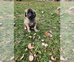 American Mastiff Puppy for Sale in TRAVERSE CITY, Michigan USA