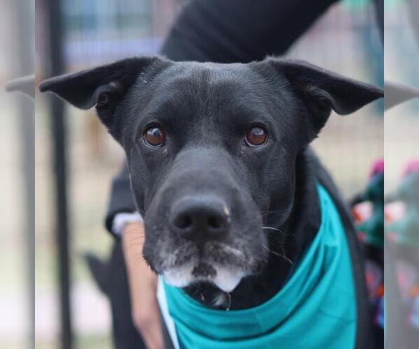 Medium Photo #1 Labrador Retriever-Unknown Mix Puppy For Sale in San Antonio, TX, USA