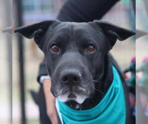 Labrador Retriever-Unknown Mix Dogs for adoption in San Antonio, TX, USA