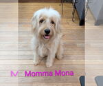 Small #2 Bearded Collie Mix