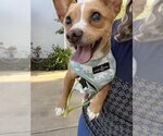 Small Photo #1 Chiweenie Puppy For Sale in Olalla, WA, USA