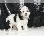 Small #3 Morkie