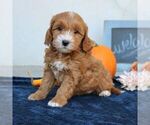 Molly - Female Goldendoodle (Miniature) Puppy for Sale - Photo #2