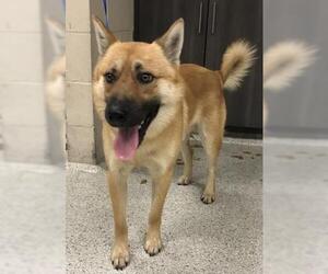 Chow Chow-German Shepherd Dog Mix Dogs for adoption in Conroe, TX, USA