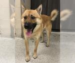 Small Chow Chow-German Shepherd Dog Mix