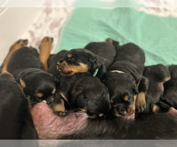 Medium Photo #4 Rottweiler Puppy For Sale in HOUSTON, AR, USA