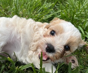 Cavapoo Puppy for sale in BURNSVILLE, NC, USA