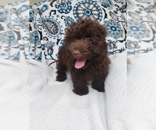 Medium Photo #4 YorkiePoo Puppy For Sale in ELKTON, KY, USA