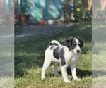 Small #3 Miniature Bernedoodle