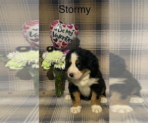 Bernese Mountain Dog Puppy for sale in FREDERICKSBG, OH, USA