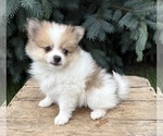 Image preview for Ad Listing. Nickname: Knox