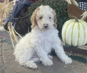 Poodle (Standard) Puppy for sale in LONGMONT, CO, USA