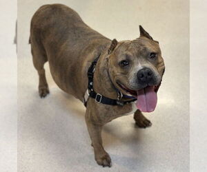 American Staffordshire Terrier Dogs for adoption in Rohnert Park, CA, USA