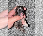 Image preview for Ad Listing. Nickname: Shihpoo
