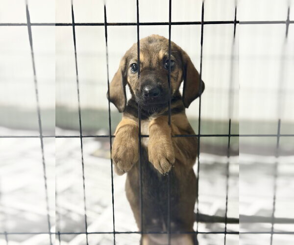 Medium Photo #2 German Shepherd Dog-Unknown Mix Puppy For Sale in SHERBURNE, NY, USA