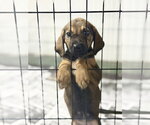 Small #1 German Shepherd Dog Mix