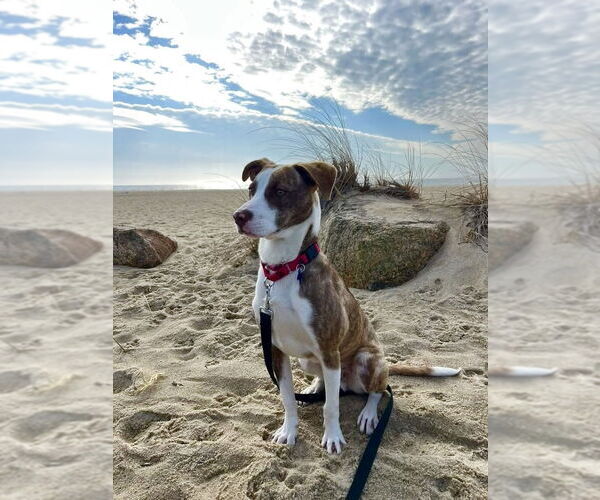 Medium Photo #13 Mutt Puppy For Sale in Oak Bluffs, MA, USA