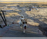 Small Photo #3 Anatolian Shepherd-Labrador Retriever Mix Puppy For Sale in Orange Grove, TX, USA