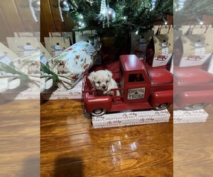 Maltipoo Puppy for sale in SALUDA, SC, USA