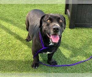 Basset Hound-Unknown Mix Dogs for adoption in Orange, CA, USA