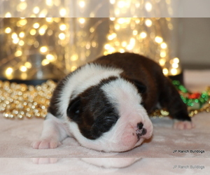 Boston Terrier Puppy for Sale in WINNSBORO, Texas USA