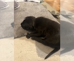 Puppy Puppy 3 American Bully
