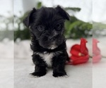 Small #4 Morkie