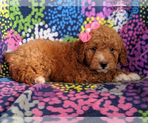 Medium Photo #4 Goldendoodle-Poodle (Miniature) Mix Puppy For Sale in LANCASTER, PA, USA