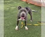 Small #1 Mutt