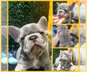 French Bulldog Puppy for sale in BOSTON, KY, USA