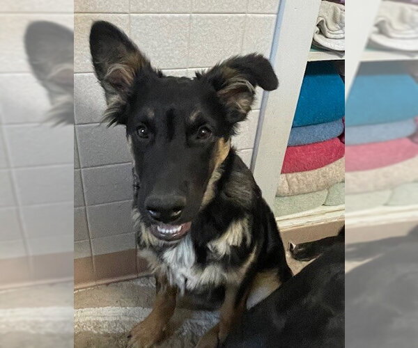 Medium Photo #2 German Shepherd Dog Puppy For Sale in Kansas City, MO, USA
