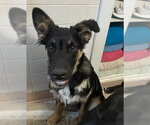 Small #1 German Shepherd Dog