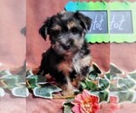 Small #1 Yorkshire Terrier