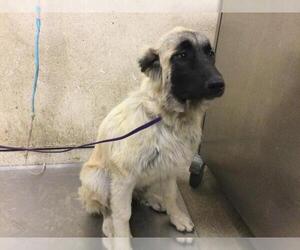 Anatolian Shepherd Dogs for adoption in Riverside, CA, USA
