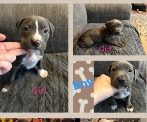 American Pit Bull Terrier Puppy for sale in NEW SALEM, MA, USA