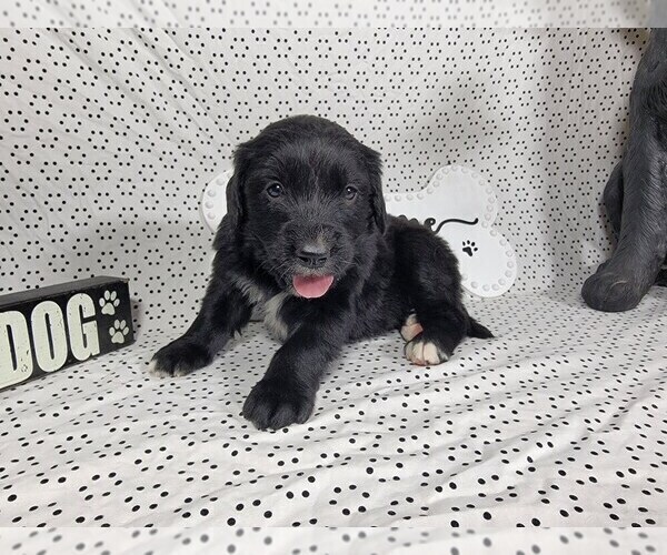 Medium Photo #7 Golden Mountain Dog Puppy For Sale in BLACK FOREST, CO, USA