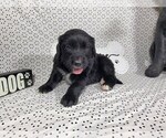 Small #6 Golden Mountain Dog
