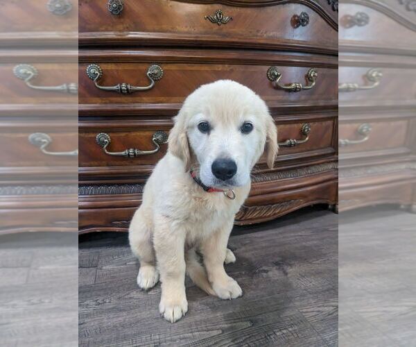 Medium Photo #17 Golden Retriever Puppy For Sale in CITRUS HEIGHTS, CA, USA