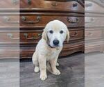 Small #16 Golden Retriever