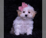 Small Photo #95 Maltipoo (Miniature) Puppy For Sale in WARSAW, IN, USA