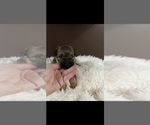 Small #4 Brussels Griffon