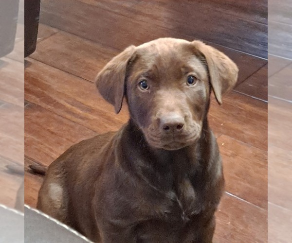 Medium Photo #1 Labrador Retriever Puppy For Sale in VENUS, TX, USA