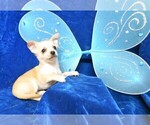 Small Photo #5 Chihuahua Puppy For Sale in GROVESPRING, MO, USA