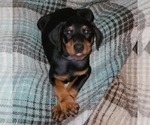 Small #22 Doberman Pinscher