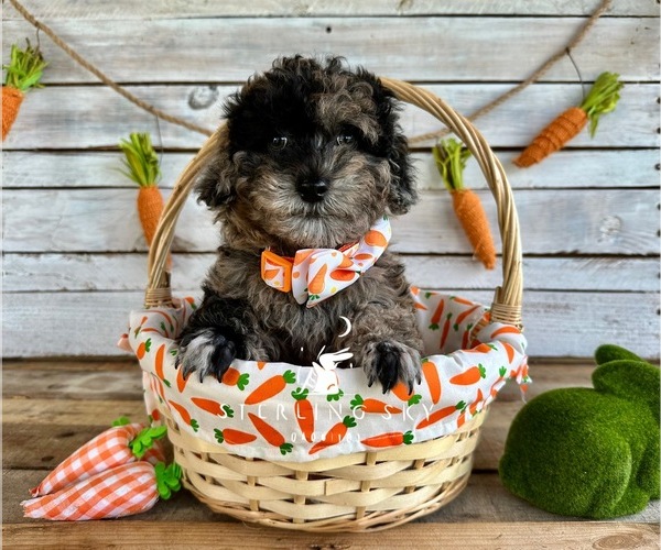 Medium Photo #1 Poodle (Toy) Puppy For Sale in SAINT AUGUSTINE, FL, USA