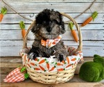 Puppy Brookie Poodle (Toy)