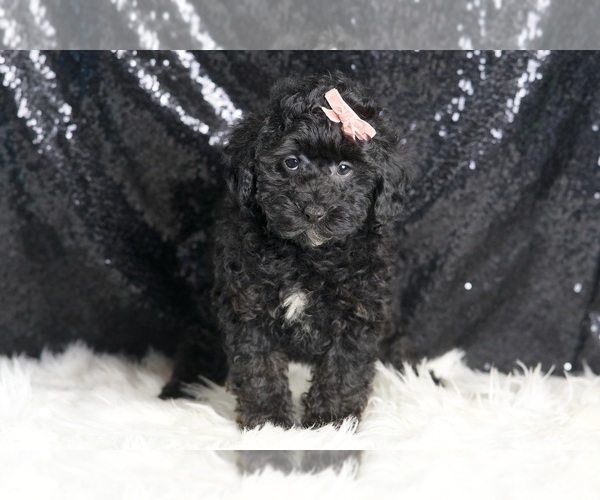 Medium Photo #5 Poodle (Miniature) Puppy For Sale in WARSAW, IN, USA