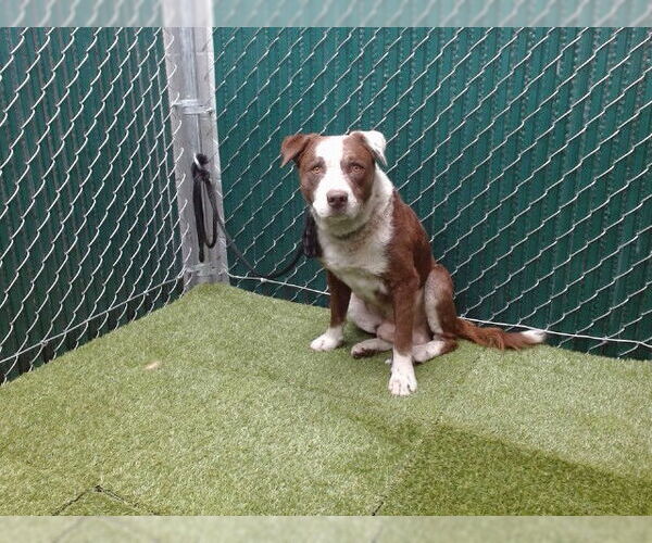 Medium Photo #1 American Pit Bull Terrier Puppy For Sale in Downey, CA, USA
